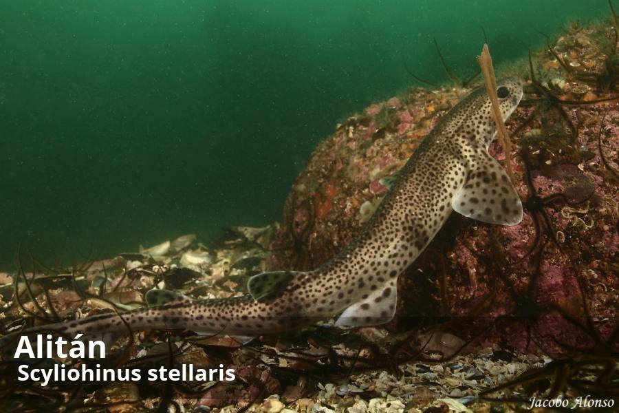 Las 35 especies de tiburones que habitan en el mar de Alborán