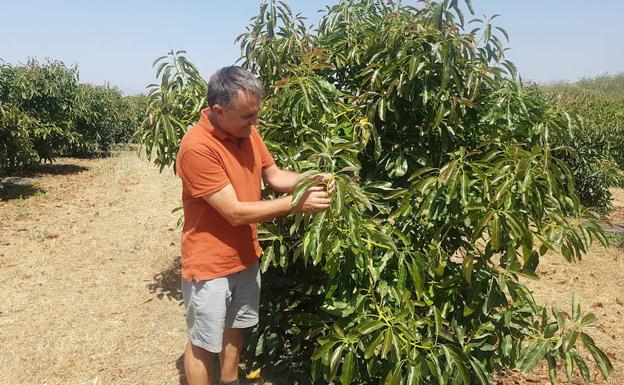 Coín pide a la Junta priorizar el cultivo tradicional frente al subtropical por la falta de agua