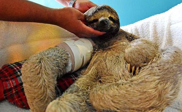 Pancho, el perezoso atropellado en Bolivia que conmueve al mundo