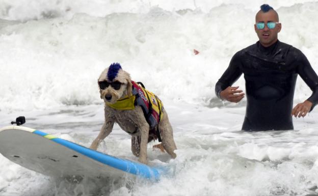 Lo mejor del Campeonato de Surf para Perros