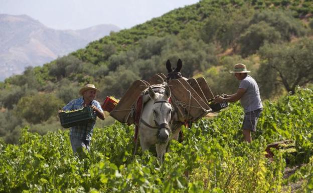 La vendimia arranca en Málaga con buenas perspectivas de producción de uva