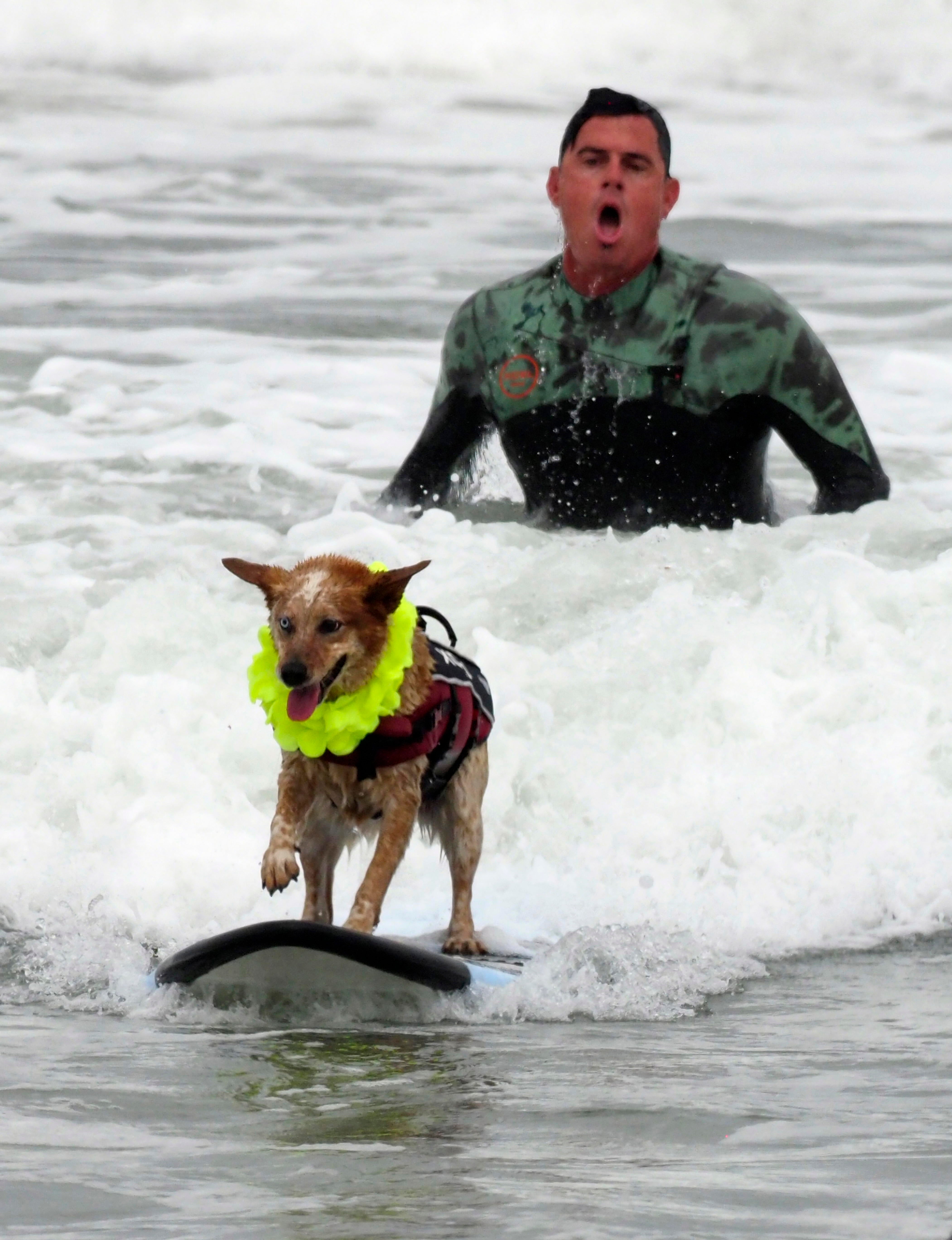 California acoge una nueva edición del Campeonato de Surf para Perros