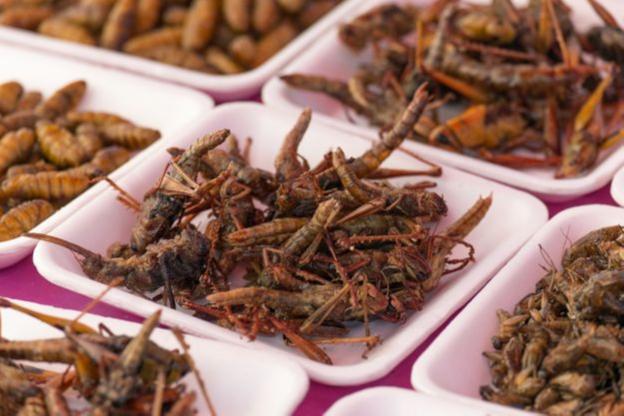 Los productores de insectos prevén llegar a las 100.000 toneladas en cinco años