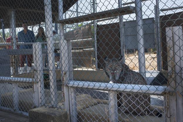 El línce ibérico se cuela en la agenda política