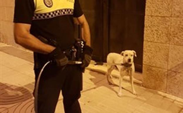 Denuncian al propietario de un perro por abandonarlo durante las vacaciones