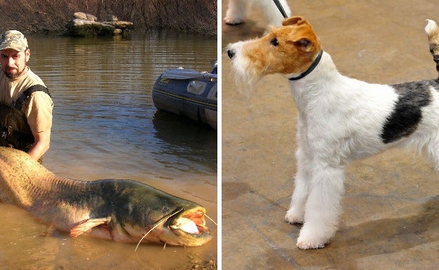 Una mujer afirma que un pez se tragó un fox terrier en el río Tiétar