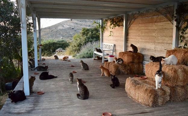 Un santuario felino busca trabajadores para que vivan en una isla paradisíaca con 55 gatos