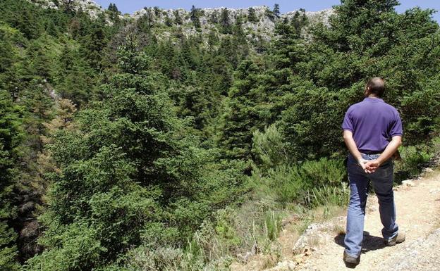 El pinsapo escalará a latitudes más altas para sobrevivir al cambio climático