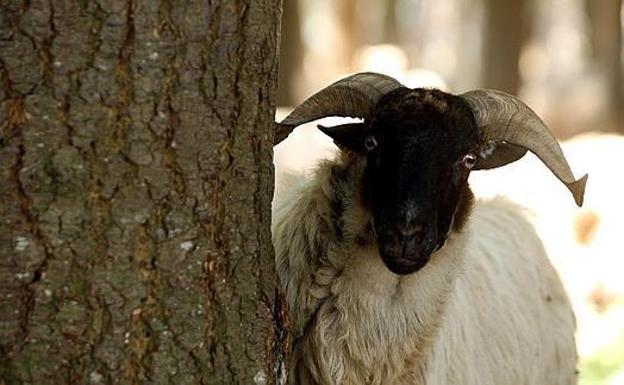 Muere embestido por un carnero al que daba de comer