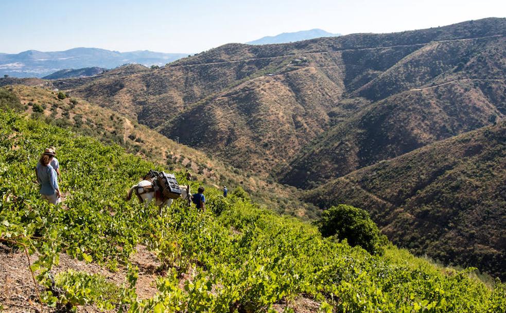 El vino vuelve a brotar de los Montes de Málaga