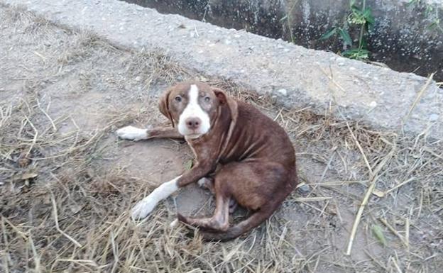 Un perro acompaña toda la noche a un anciano con alzhéimer que había desaparecido