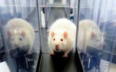Las condiciones de los animales de laboratorio mejoran en los últimos siete años