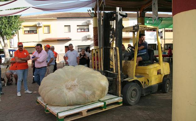 Un ejemplar de 506 kilos, ganador del III Concurso de Calabazas Gigantes de Mollina