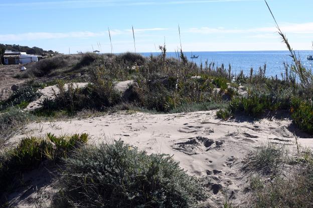 Marbella contratará la mejora y el mantenimiento anual de las dunas para garantizar su protección