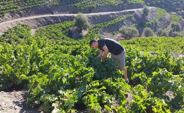 La vendimia en Málaga alcanza ya el 60% de la superficie de viñedo