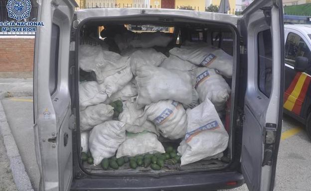 Detenido tras huir en coche durante 20 kilómetros al ser sorprendido robando aguacates en una finca de Vélez-Málaga