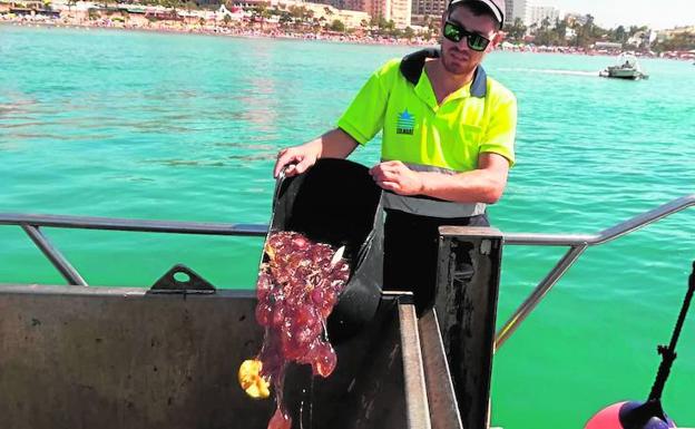 Cifran en 80 toneladas las medusas recogidas este verano en las playas del litoral occidental