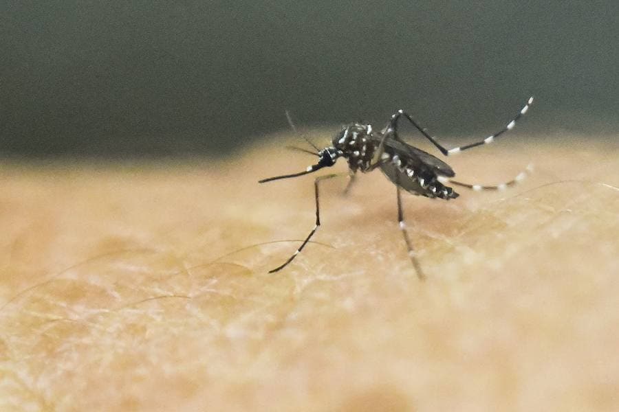 El tercer caso de dengue contraído en España se confirma