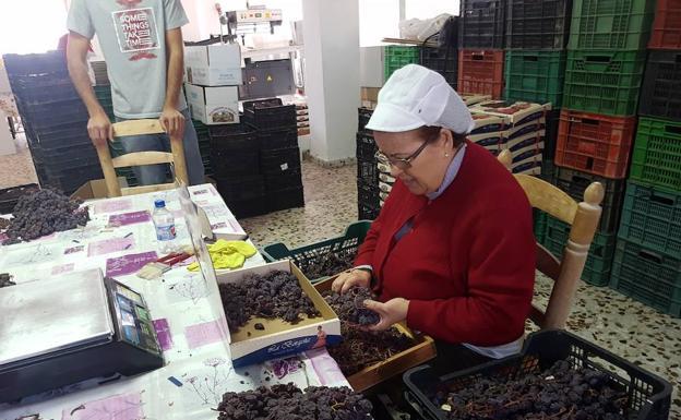 La Junta reconoce a la Pasa de Málaga en los Premios Andalucía de Agricultura y Pesca 2017