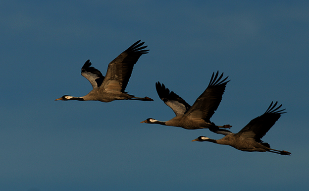 La OMS avisa de que la gripe aviar se puede propagar en Europa por la migración de las aves