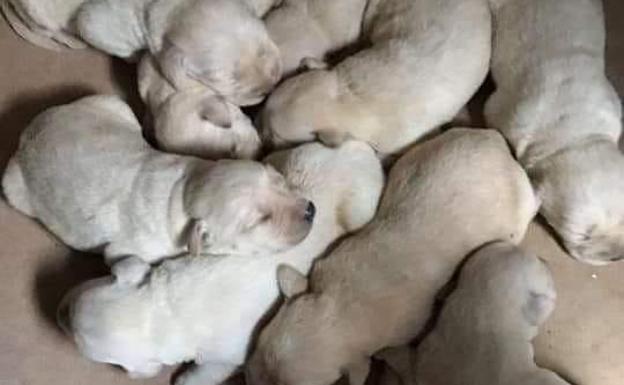 «La madre se ha muerto y les urge»: El bulo de los cachorros de labrador cruza el charco