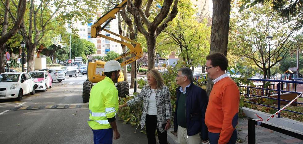 El mantenimiento del arbolado de Marbella absorberá casi 1,5 millones de euros en cuatro años