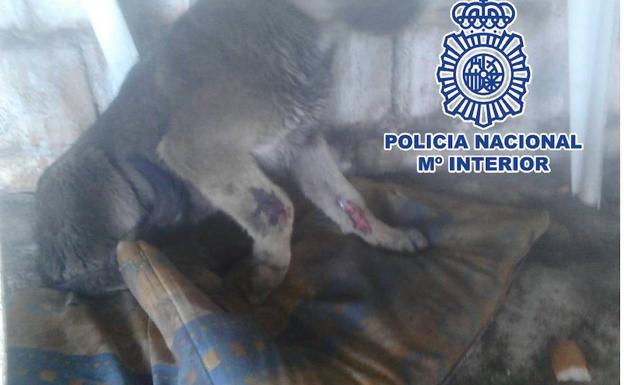 Detenidas diez personas por maltratar a 16 perros en fincas y viviendas de Vélez-Málaga