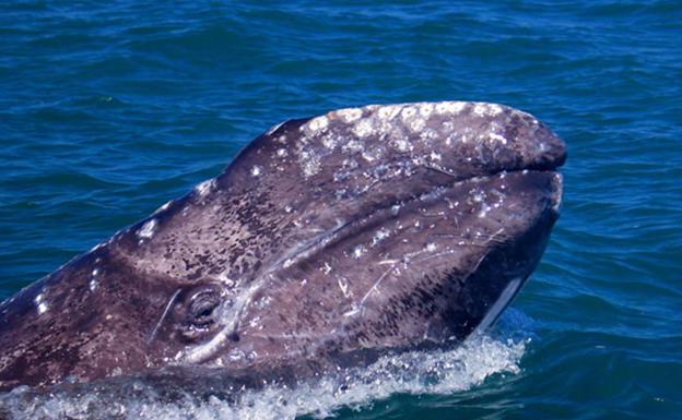 Las ballenas perdieron los dientes antes de formarse las barbas en sus bocas