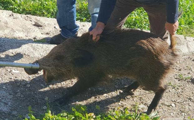 Revuelo en Torrox por un jabalí que recorrió el centro del pueblo y que tardaron dos horas en capturar