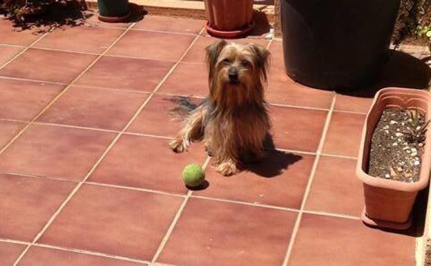 «Su pequeño corazón no resistió el terror». Pancho murió una Nochebuena por un petardo