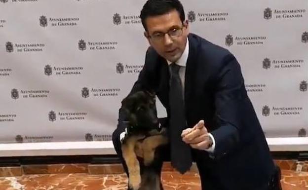 Stan Lee, el perro adoptado por la Policía Local de Granada, se convierte en su nuevo agente