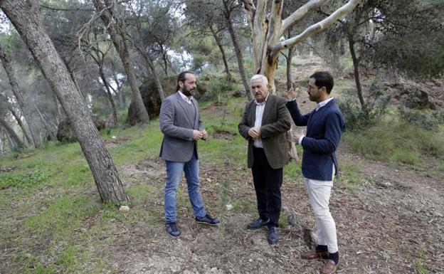 El Ayuntamiento planta nuevos árboles en el monte de Gibralfaro tras las talas del año pasado