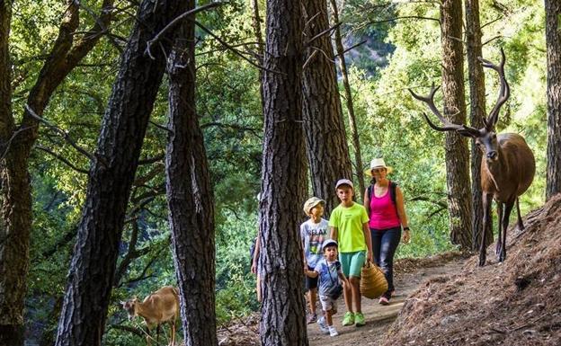 Planes fuera de lo común con niños para esta Navidad en Málaga