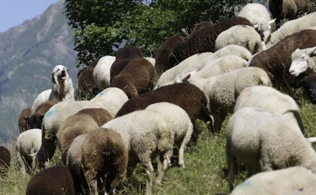 Recuperan 34 ovejas y ocho cabras robadas que tenían en dos cortijos de Casabermeja y Almogía