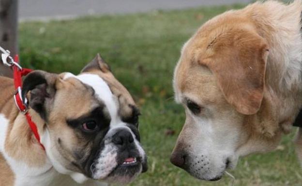 Benalmádena tendrá un segundo parque canino en el entorno del Arroyo de la Miel