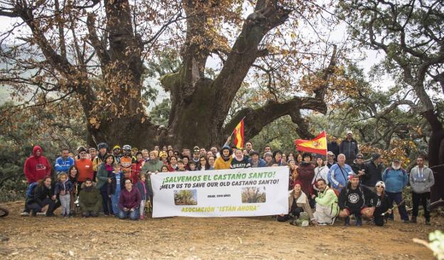 Movilización en favor del Castaño Santo de Istán