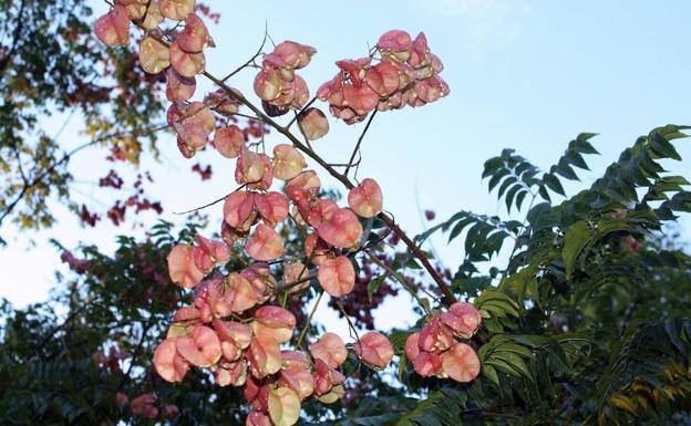 El árbol de la lluvia chino que puedes ver en Málaga en La Concepción