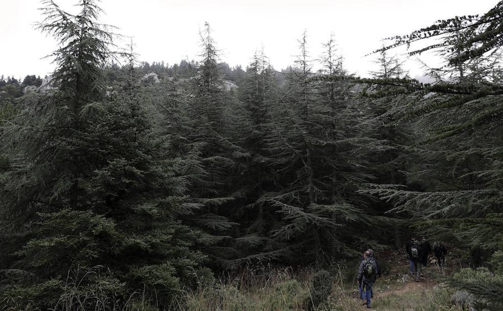 ¿Se comunican los pinsapos de la Sierra de las Nieves entre sí?
