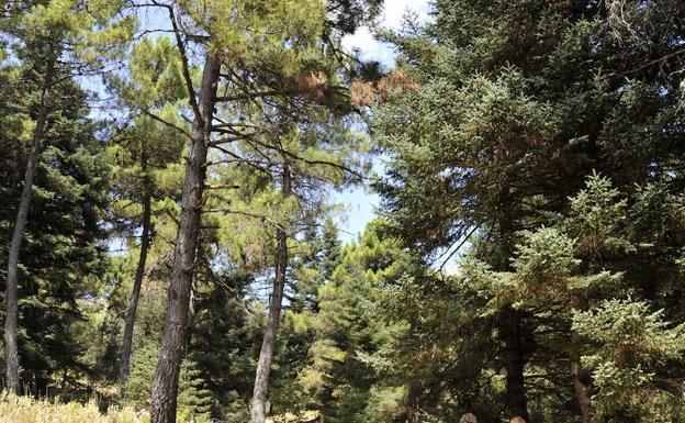El BOE publica la aprobación de la propuesta de declaración del Parque Nacional de la Sierra de las Nieves