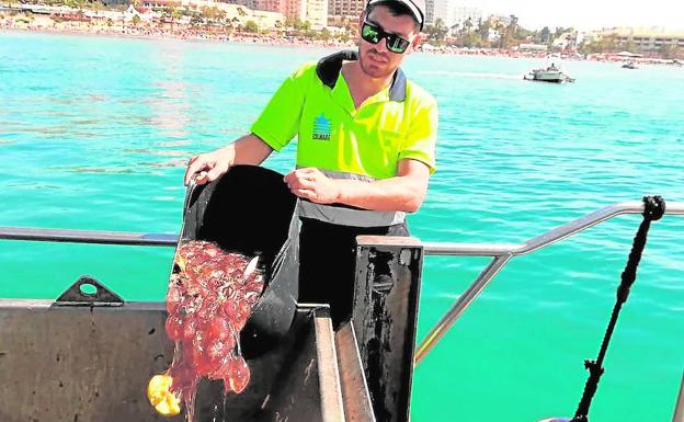 Marbella estudia usar redes este verano para proteger de las medusas algunas zonas de baño