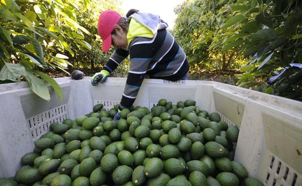 Denuncian una nueva oleada de robos de aguacates en el campo