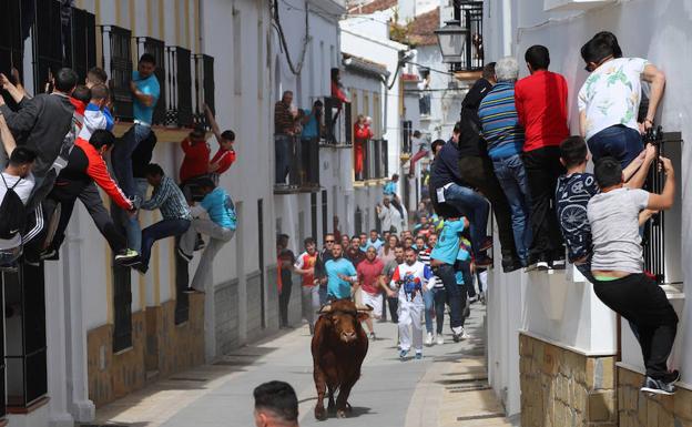 Gaucín declara su toro de cuerda patrimonio cultural