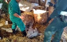 Rescatan a 21 equinos agonizantes en Villanueva de Algaidas