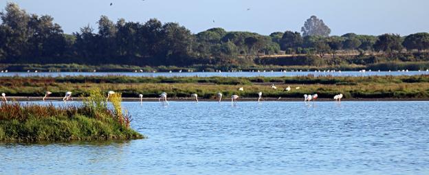 La Unión Europa denuncia a España por desproteger el humedal de Doñana