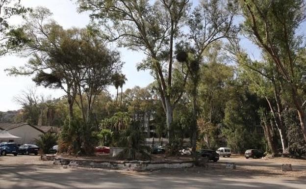 Vecinos de Pedregalejo advierten del riesgo de que desaparezca una planta en peligro de extinción en los Baños del Carmen