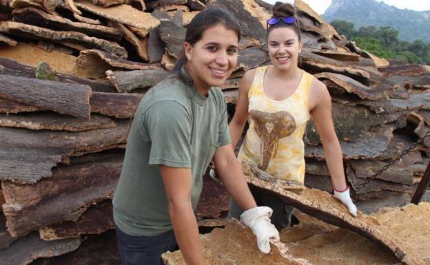 El Ayuntamiento de Ronda aprueba aumentar la partida dedicada al próximo descorche