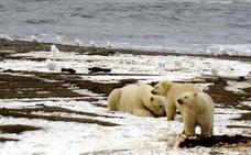 Invasión de osos polares en el Ártico ruso