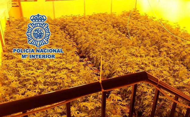 Incautadas más de 300 plantas de marihuana en una vivienda de Benalmádena