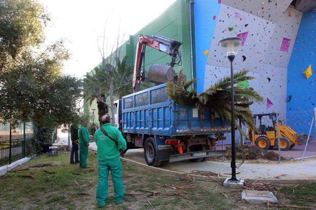 El Ayuntamiento de Marbella acomete el arreglo de las zonas verdes del polideportivo Paco Cantos