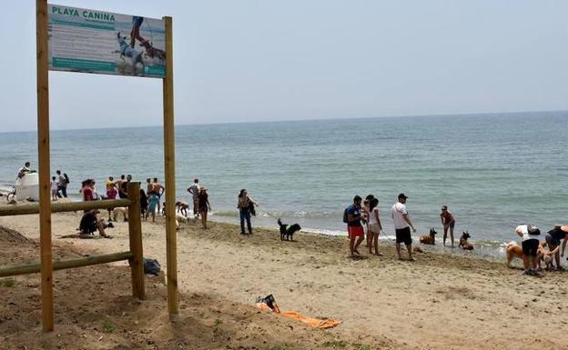El estado de las playas caninas de El Pinillo y Ventura del Mar enfrenta a IU y PP